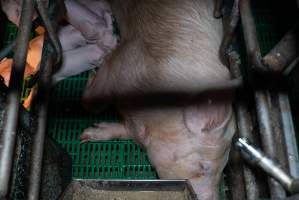 Captured at Macorna Piggery, Leitchville VIC Australia.