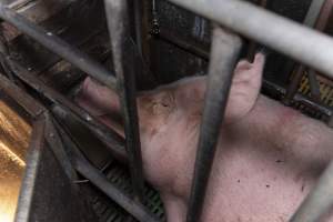 Captured at Macorna Piggery, Leitchville VIC Australia.