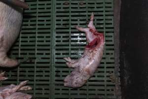 Captured at Macorna Piggery, Leitchville VIC Australia.