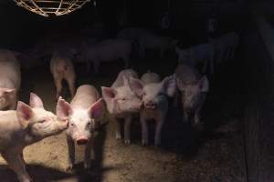 Captured at Macorna Piggery, Leitchville VIC Australia.