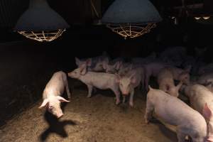 Captured at Macorna Piggery, Leitchville VIC Australia.