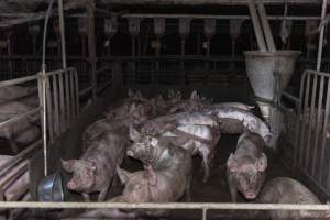 Captured at Macorna Piggery, Leitchville VIC Australia.