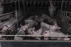 Captured at Macorna Piggery, Leitchville VIC Australia.