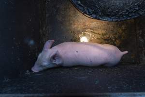 Captured at Macorna Piggery, Leitchville VIC Australia.