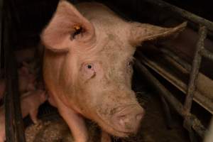 Captured at St Arnaud Piggery Units 2 & 3, Saint Arnaud VIC Australia.