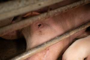 Captured at St Arnaud Piggery Units 2 & 3, Saint Arnaud VIC Australia.