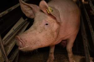 Captured at St Arnaud Piggery Units 2 & 3, Saint Arnaud VIC Australia.