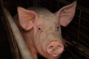 Captured at St Arnaud Piggery Units 2 & 3, Saint Arnaud VIC Australia.