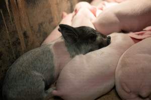 Captured at St Arnaud Piggery Units 2 & 3, Saint Arnaud VIC Australia.