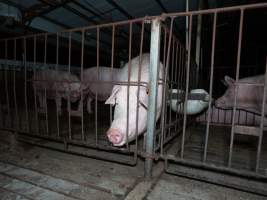 Captured at St Arnaud Piggery Units 2 & 3, Saint Arnaud VIC Australia.