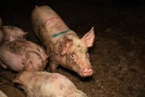 Captured at Bellfield Piggery, Woodstock West VIC Australia.