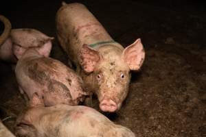 Captured at Bellfield Piggery, Woodstock West VIC Australia.