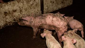 Captured at Bellfield Piggery, Woodstock West VIC Australia.