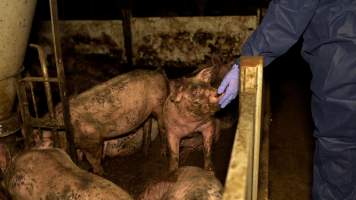 Captured at Bellfield Piggery, Woodstock West VIC Australia.