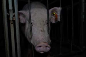 Sow in sow stall - Captured at Walla Farms Piggery, Yarrawalla VIC Australia.