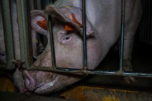 Sow in sow stall - Captured at Walla Farms Piggery, Yarrawalla VIC Australia.