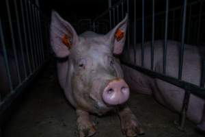 Sow in sow stall - Captured at Walla Farms Piggery, Yarrawalla VIC Australia.