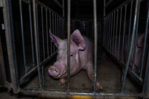 Sow in sow stall - Captured at Walla Farms Piggery, Yarrawalla VIC Australia.