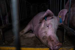 Sow in sow stall - Captured at Walla Farms Piggery, Yarrawalla VIC Australia.