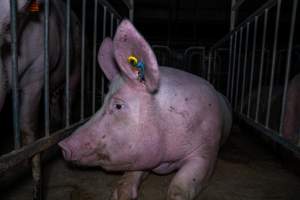 Sow in sow stall - Captured at Walla Farms Piggery, Yarrawalla VIC Australia.