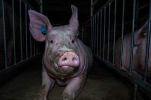 Sow in sow stall - Captured at Walla Farms Piggery, Yarrawalla VIC Australia.