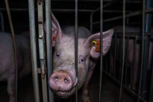 Sow in sow stall - Captured at Walla Farms Piggery, Yarrawalla VIC Australia.