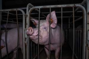 Sow in sow stall - Captured at Walla Farms Piggery, Yarrawalla VIC Australia.