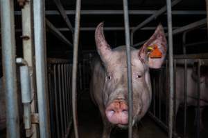 Sow in sow stall with bloody ear - Captured at Walla Farms Piggery, Yarrawalla VIC Australia.