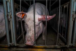 Sow in sow stall with bloody ear - Captured at Walla Farms Piggery, Yarrawalla VIC Australia.