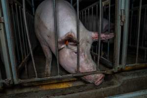 Sow in sow stall with bloody ear - Captured at Walla Farms Piggery, Yarrawalla VIC Australia.