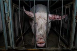 Sow in sow stall with bloody ear - Captured at Walla Farms Piggery, Yarrawalla VIC Australia.