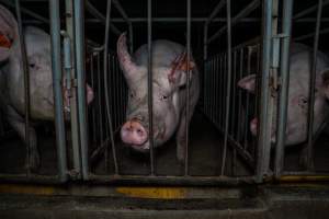 Sow in sow stall with bloody ear - Captured at Walla Farms Piggery, Yarrawalla VIC Australia.