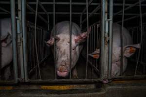 Sow in sow stall with bloody ear - Captured at Walla Farms Piggery, Yarrawalla VIC Australia.