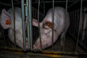 Sow in sow stall with bloody ear - Captured at Walla Farms Piggery, Yarrawalla VIC Australia.