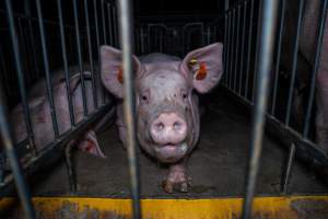 Sow in sow stall - Captured at Walla Farms Piggery, Yarrawalla VIC Australia.