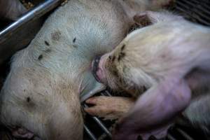 Dead piglet in weaner pen - Captured at Van Der Drift & Sons Piggery, Macorna VIC Australia.