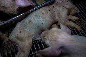 Dead piglet in weaner pen - Captured at Van Der Drift & Sons Piggery, Macorna VIC Australia.