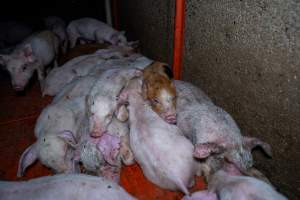 Weaner piglets - Weaner piglets - some with mange - Captured at Van Der Drift & Sons Piggery, Macorna VIC Australia.