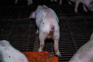 Weaner piglet - scouring - Captured at Van Der Drift & Sons Piggery, Macorna VIC Australia.