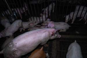 Weaner piglet with large abscess - Captured at Van Der Drift & Sons Piggery, Macorna VIC Australia.