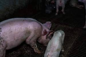 Weaner piglet with large abscess - Captured at Van Der Drift & Sons Piggery, Macorna VIC Australia.