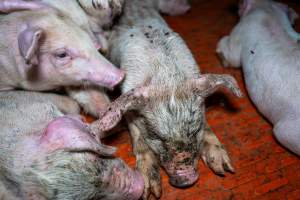 Weaner piglet with mange - Mange is a contagious skin disease, characterised by crusty, pruritic dermatitis and hair loss and caused by a variety of parasitic mites burrowing in or living on the skin. It is painful, uncomfortable and can spread to domestic animals and native wildlife. - Captured at Van Der Drift & Sons Piggery, Macorna VIC Australia.