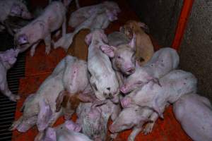 Weaner piglets - Captured at Van Der Drift & Sons Piggery, Macorna VIC Australia.