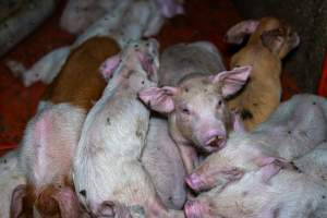 Weaner piglets - Captured at Van Der Drift & Sons Piggery, Macorna VIC Australia.