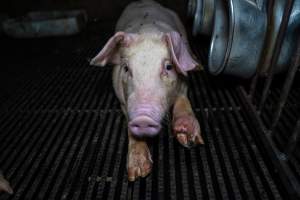 Weaner pig with infected foot - Captured at Van Der Drift & Sons Piggery, Macorna VIC Australia.