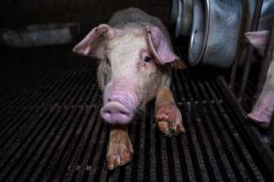 Weaner pig with infected foot - Captured at Van Der Drift & Sons Piggery, Macorna VIC Australia.