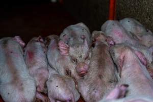 Weaner piglets - some with mange - Mange is a contagious skin disease, characterised by crusty, pruritic dermatitis and hair loss and caused by a variety of parasitic mites burrowing in or living on the skin. It is painful, uncomfortable and can spread to domestic animals and native wildlife. - Captured at Van Der Drift & Sons Piggery, Macorna VIC Australia.