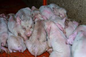 Weaner piglets - some with mange - Mange is a contagious skin disease, characterised by crusty, pruritic dermatitis and hair loss and caused by a variety of parasitic mites burrowing in or living on the skin. It is painful, uncomfortable and can spread to domestic animals and native wildlife. - Captured at Van Der Drift & Sons Piggery, Macorna VIC Australia.