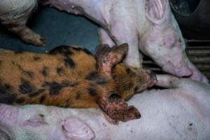 Weaner piglet with mange - Mange is a contagious skin disease, characterised by crusty, pruritic dermatitis and hair loss and caused by a variety of parasitic mites burrowing in or living on the skin. It is painful, uncomfortable and can spread to domestic animals and native wildlife. - Captured at Van Der Drift & Sons Piggery, Macorna VIC Australia.