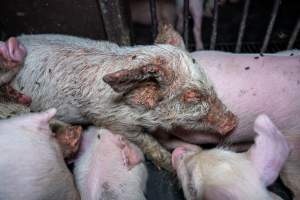 Weaner piglet with severe mange - Mange is a contagious skin disease, characterised by crusty, pruritic dermatitis and hair loss and caused by a variety of parasitic mites burrowing in or living on the skin. It is painful, uncomfortable and can spread to domestic animals and native wildlife. - Captured at Van Der Drift & Sons Piggery, Macorna VIC Australia.